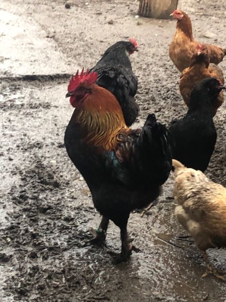 Marans 2019 - 2020 Marans Negru Aramiu Negru Argintiu Albastru Argintiu