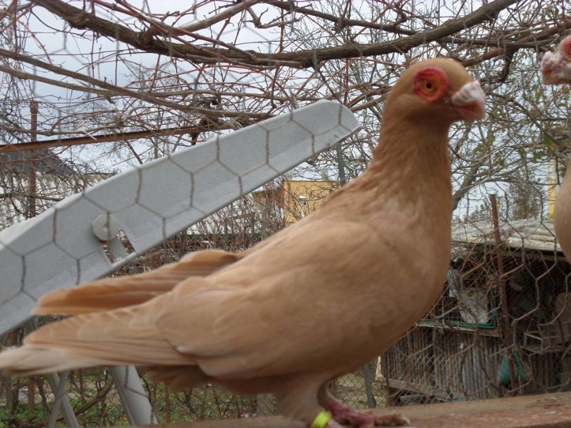 F - Porumbei2019