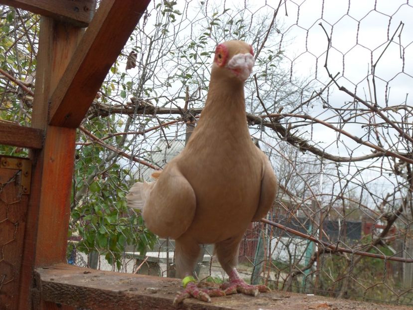 SAM_6808 - Porumbei2019