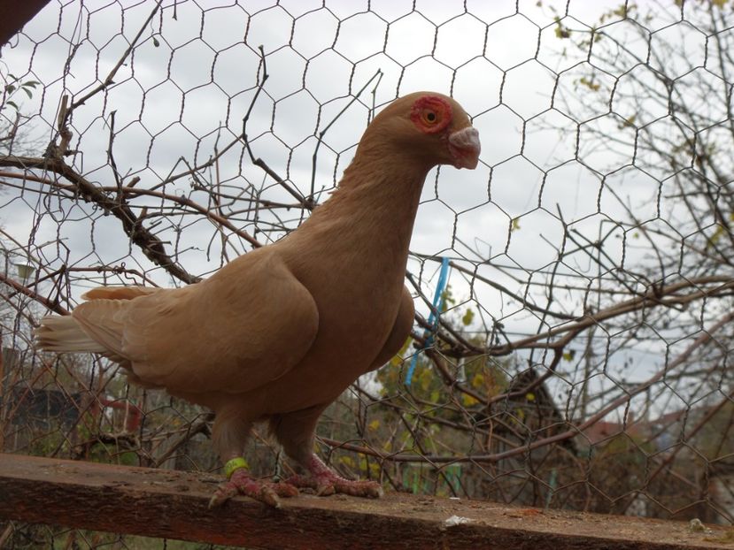 SAM_6809 - Porumbei2019