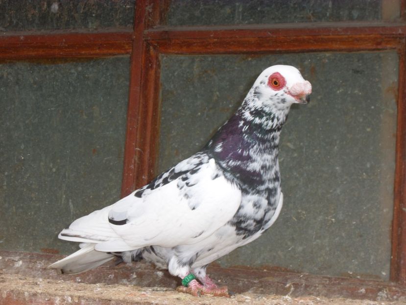 SAM_6776 - Pui2019