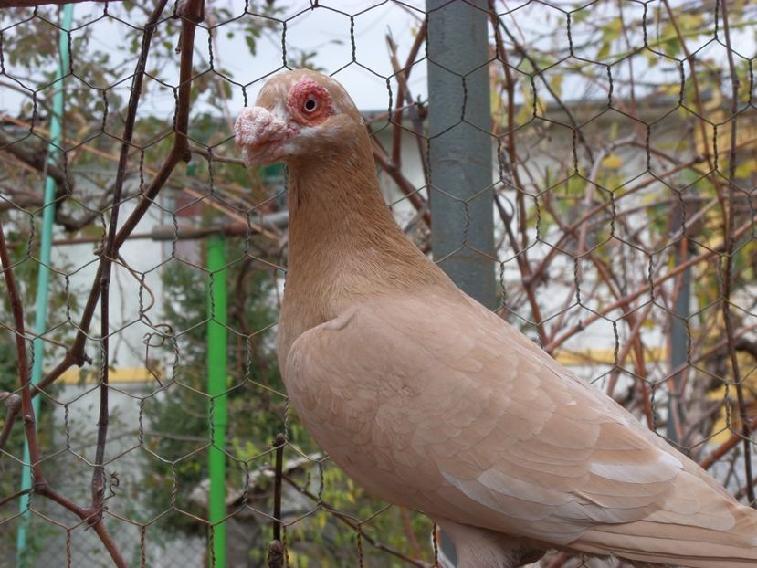 SAM_6798 - Pui2019