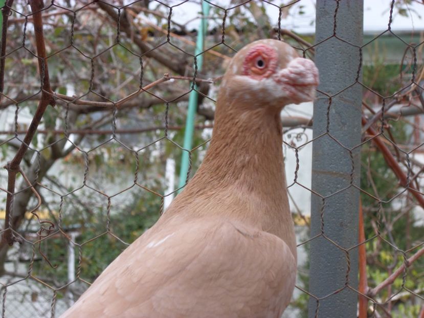 SAM_6799 - Pui2019