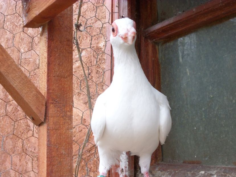 SAM_6804 - Pui2019
