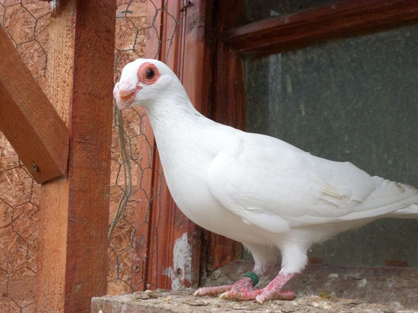 SAM_6806 - Pui2019