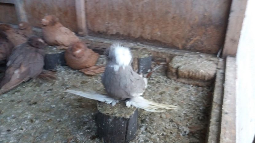  - Tobosari de Buhara