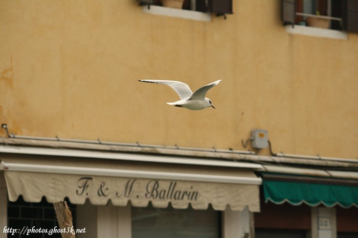 IMG_5997 - 2010-02-20 Venice