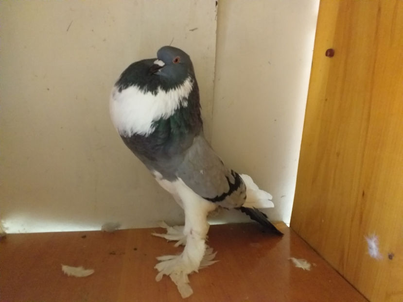  - Gusat de Pomerania