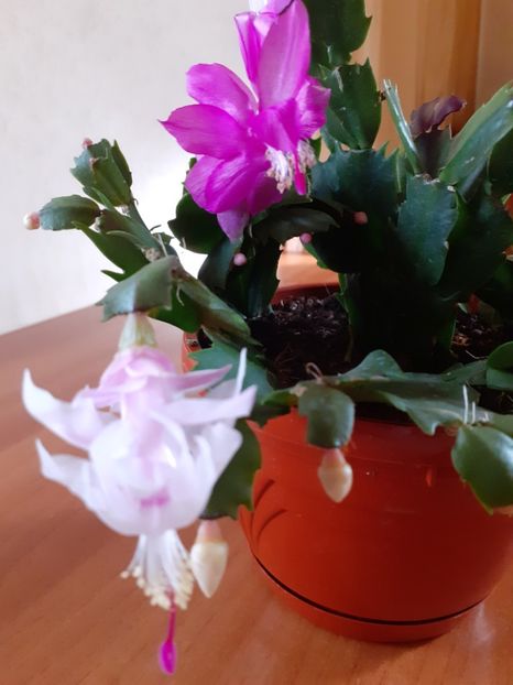  - Schlumbergera