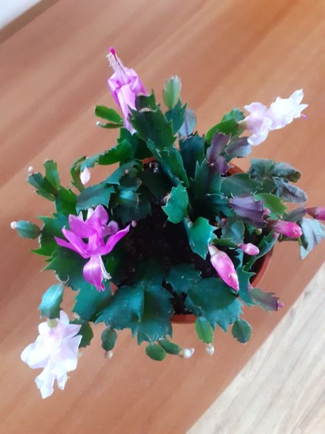  - Schlumbergera