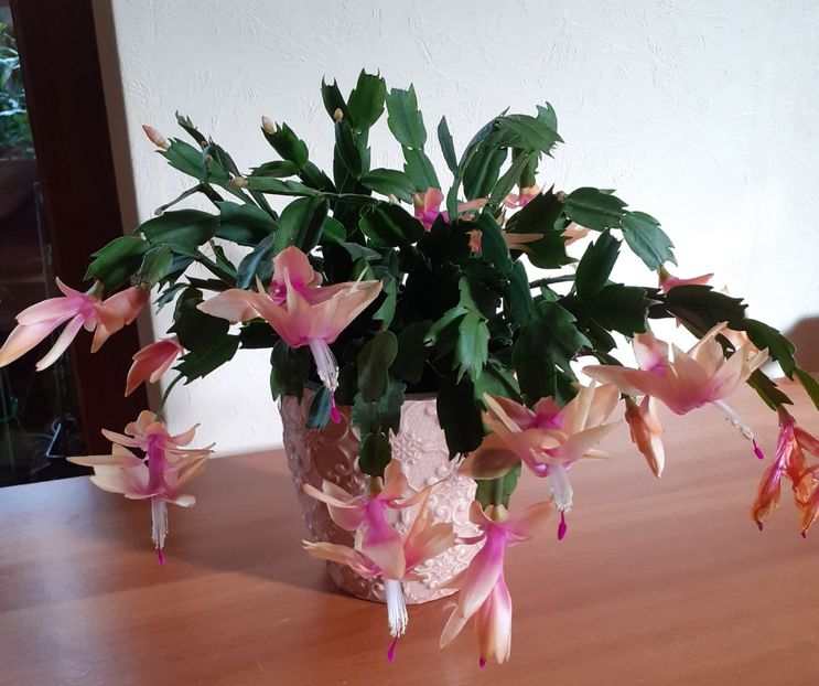  - Schlumbergera