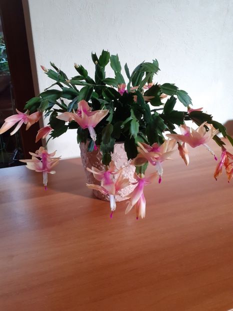  - Schlumbergera