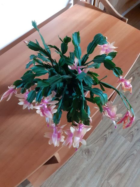  - Schlumbergera