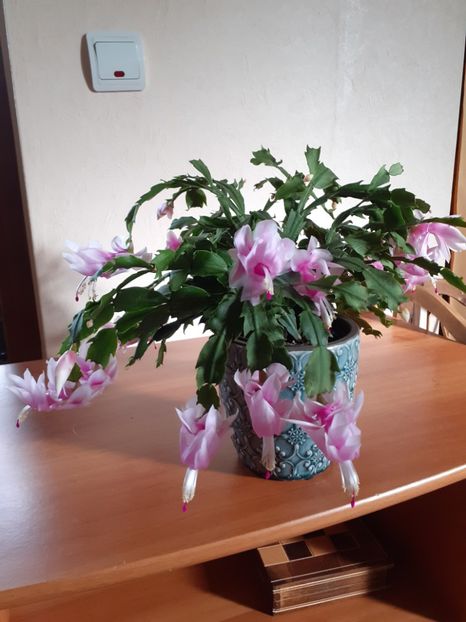  - Schlumbergera