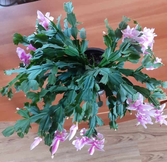  - Schlumbergera