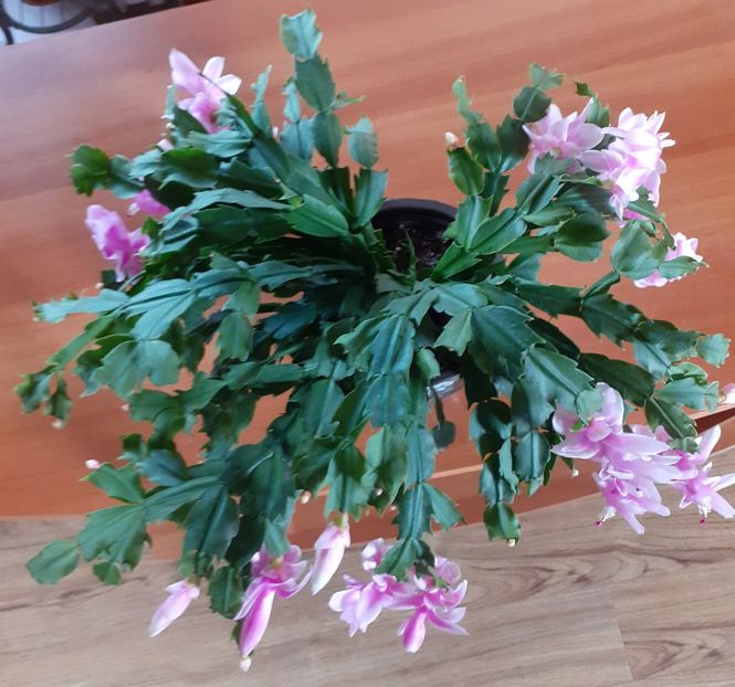  - Schlumbergera