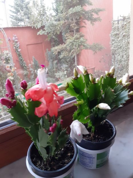  - Schlumbergera