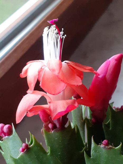  - Schlumbergera