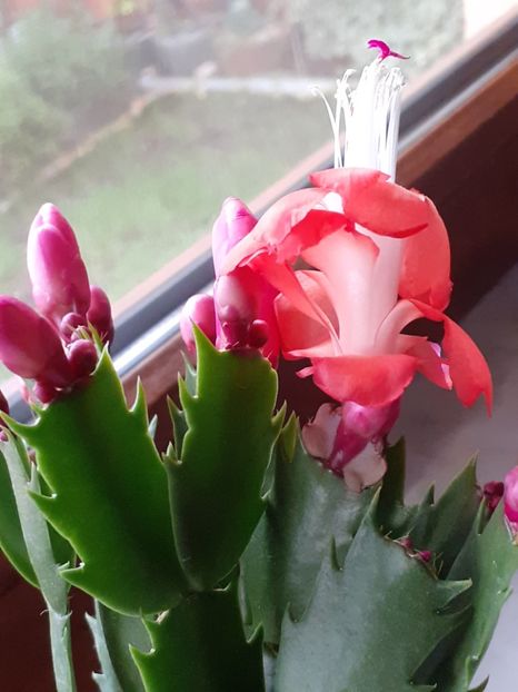  - Schlumbergera