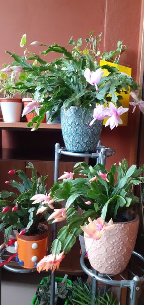  - Schlumbergera