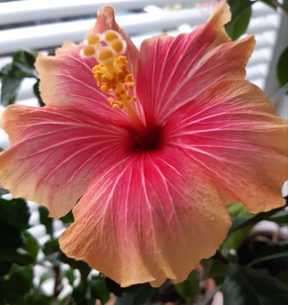  - HIBISCUSI - 2019_2021-2022-2023