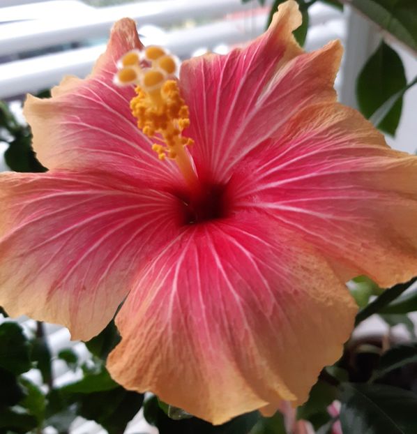  - HIBISCUSI - 2019_2021-2022-2023