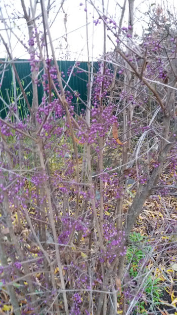 callicarpa bodinieri - Gradina si terasa PrimaLuce_1