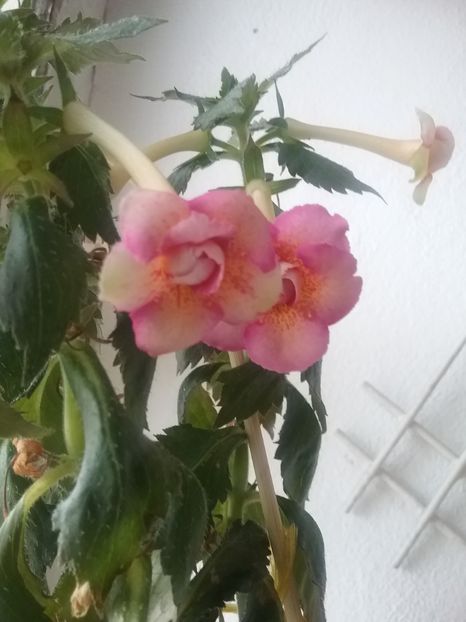CYTRO ROT - AA RIZOMI ACHIMENES 2022