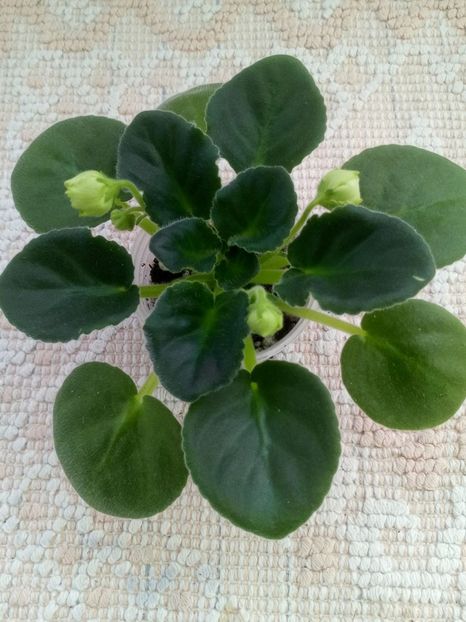 7 nov - ZZ Irish Glen