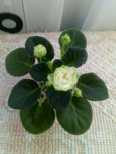 13 nov - ZZ Irish Glen