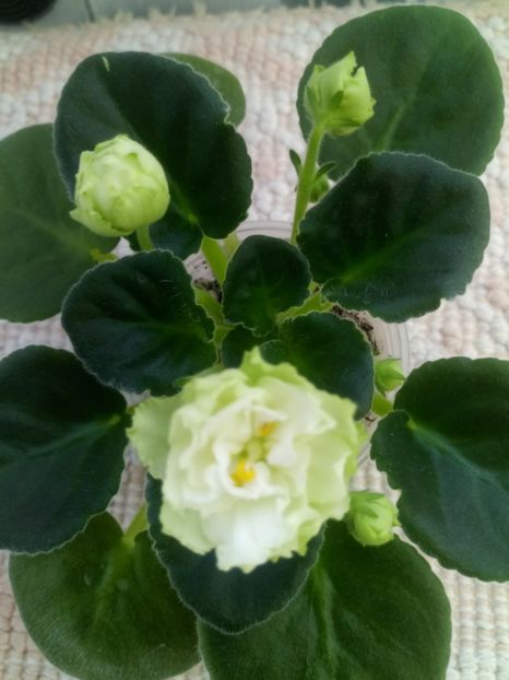 13 nov - ZZ Irish Glen