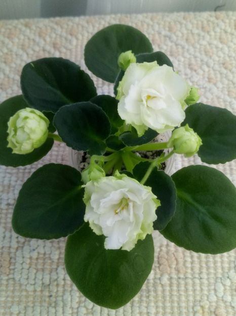 22 nov - ZZ Irish Glen