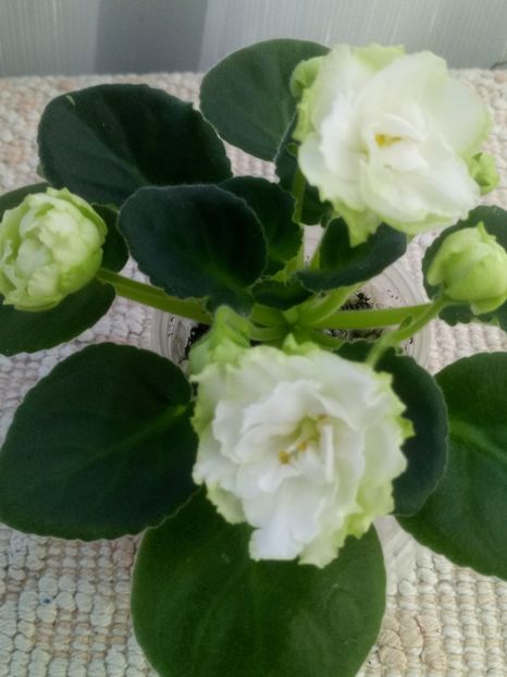 22 nov - ZZ Irish Glen