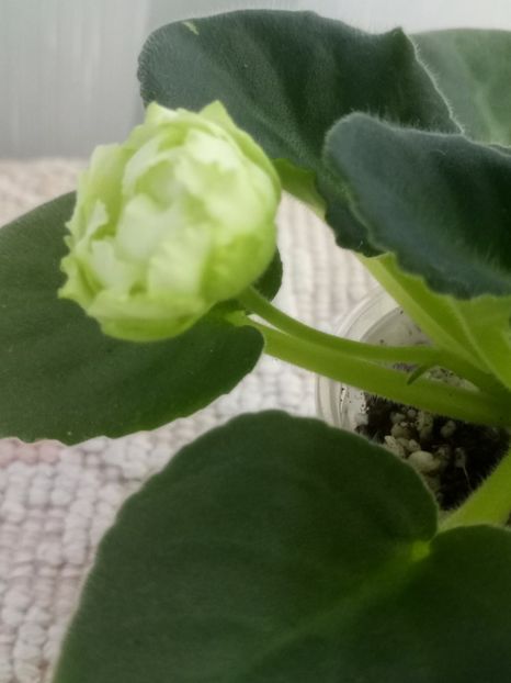 22 nov - ZZ Irish Glen