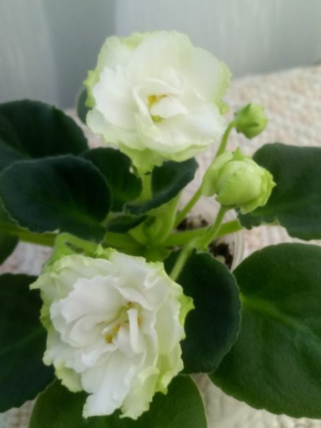 22 nov - ZZ Irish Glen