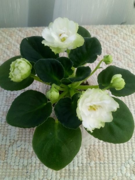 22 nov - ZZ Irish Glen