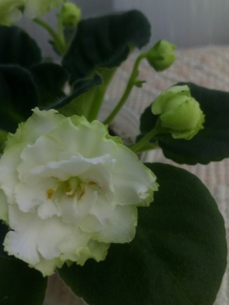 22 nov - ZZ Irish Glen