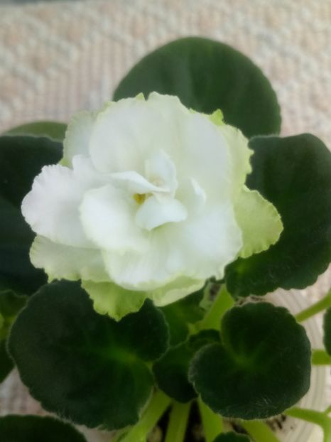 22 nov - ZZ Irish Glen