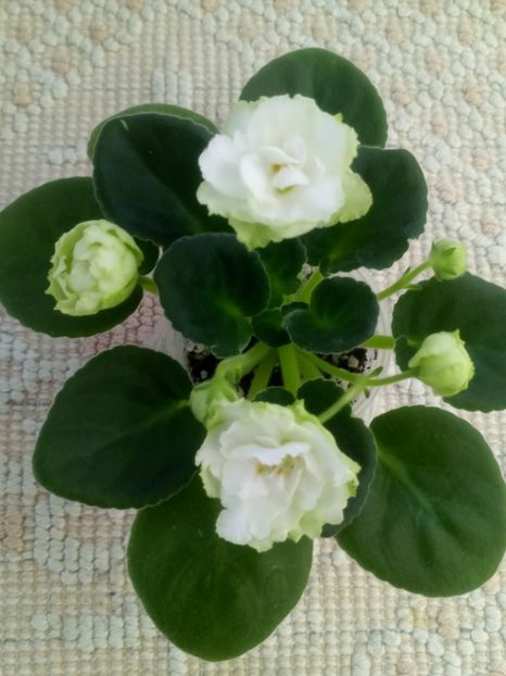 22 nov - ZZ Irish Glen