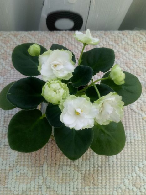 29 nov - ZZ Irish Glen