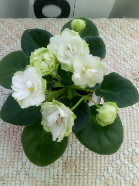 29 nov - ZZ Irish Glen