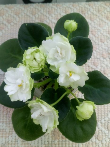 29 nov - ZZ Irish Glen