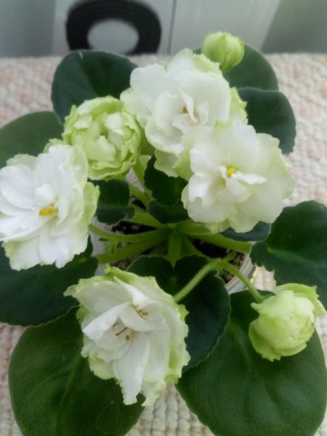 29 nov - ZZ Irish Glen