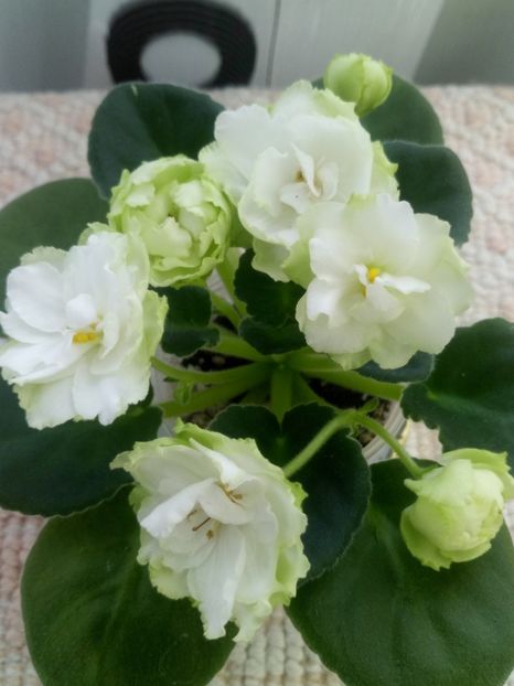 29 nov - ZZ Irish Glen