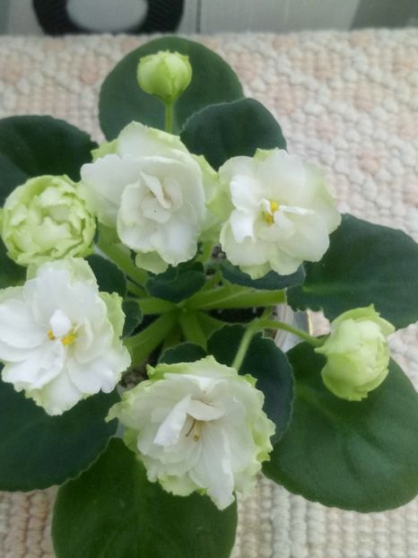 29 nov - ZZ Irish Glen