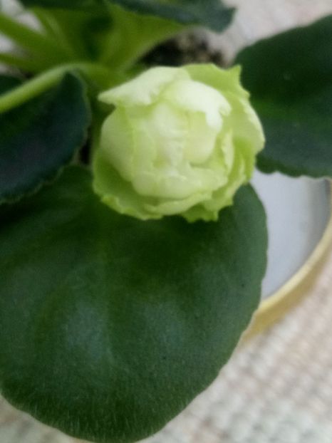 29 nov - ZZ Irish Glen