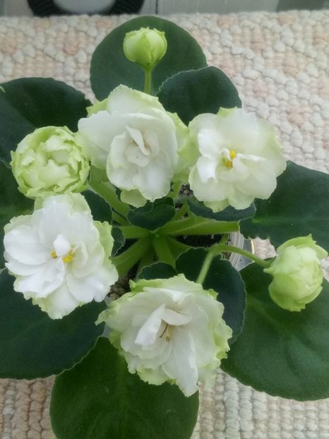 29 nov - ZZ Irish Glen