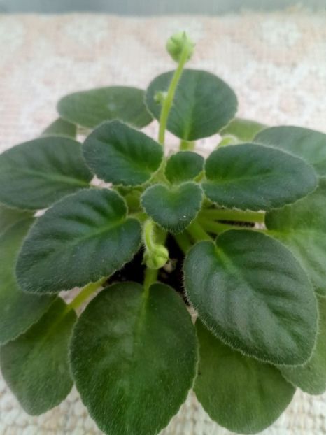 7 nov - N Snezhnyi Georgin