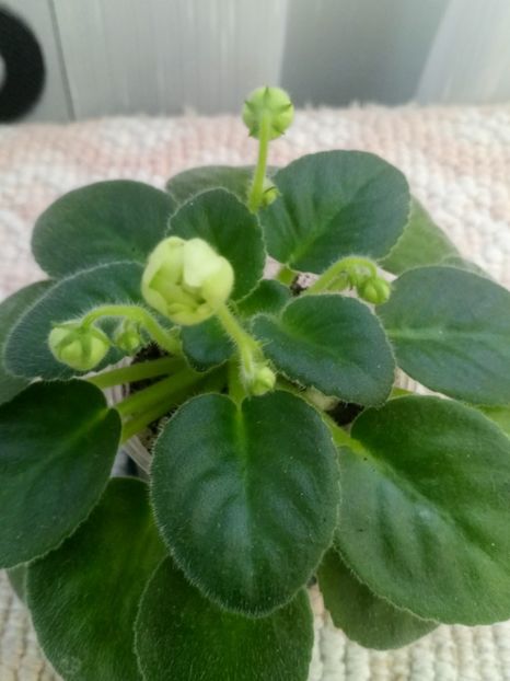 13 nov - N Snezhnyi Georgin