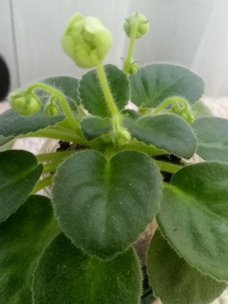 13 nov - N Snezhnyi Georgin